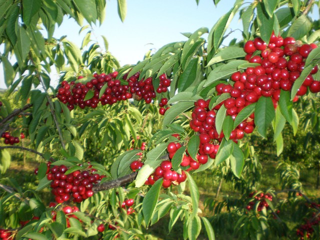 Podizanje zasada trešnje
